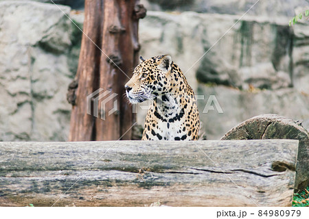 Leopard pantera padus kotiya in the rock Leopard pantera padus kotiya in the rock 84980979