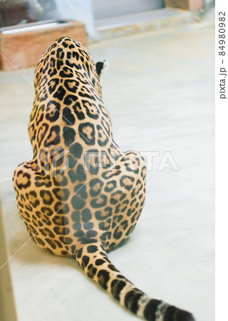 Leopard pantera padus kotiya in the rock 84980982