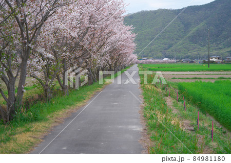 【日本の原風景】花曇りの用水路沿いのソメイヨシノの花咲く並木道2 岡山県岡山市東区 【日本の原風景】花曇りの用水路沿いのソメイヨシノの花咲く並木道2 岡山県岡山市東区 84981180