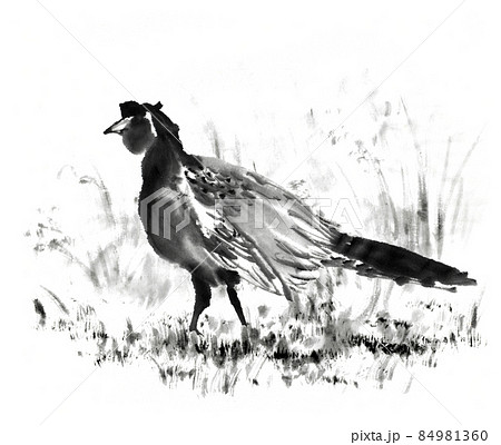 水墨画技法で描いた草むらの中の白黒の雉のイラスト素材 [84981360