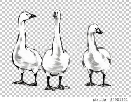 使用水墨畫技術繪製的三隻正面天鵝 84981361