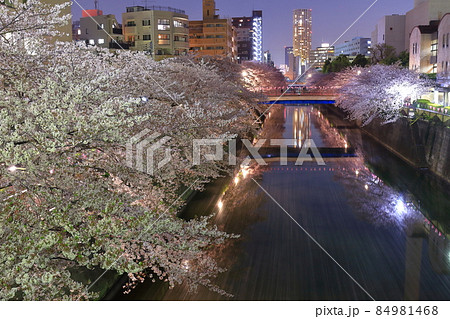【東京都】満開の桜並木の夜桜(目黒川) 【東京都】満開の桜並木の夜桜(目黒川) 84981468