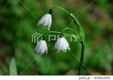 釣鐘状の白い花が下向きに咲く 84981909