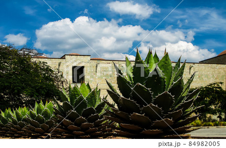 View to Oaxaca cathedral square with agave plant, Mexico 84982005