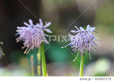 春の喜びを伝える花 春の喜びを伝える花 84982378