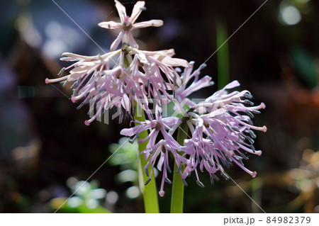 春の喜びを伝える花 春の喜びを伝える花 84982379