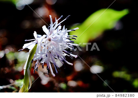 春の喜びを伝える花 春の喜びを伝える花 84982380