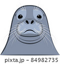 Fur seal head with mustache close-up. 84982735