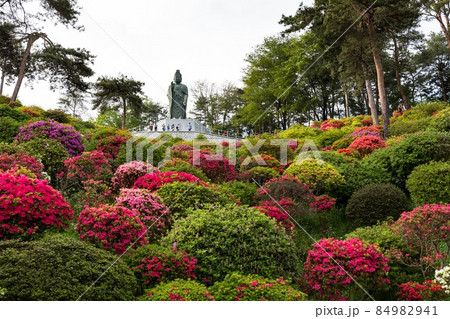 東京都青梅市 塩船観音寺のつつじ祭り 観音像 東京都青梅市 塩船観音寺のつつじ祭り 観音像 84982941