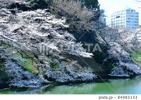 春爛漫満開 春爛漫満開 84983133