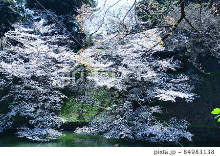 春爛漫満開 84983138