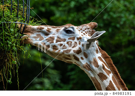 The giraffe, Giraffa camelopardalis is an African mammal The giraffe, Giraffa camelopardalis is an African mammal 84983191