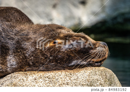 The South American sea lion, Otaria flavescens in the zoo The South American sea lion, Otaria flavescens in the zoo 84983192