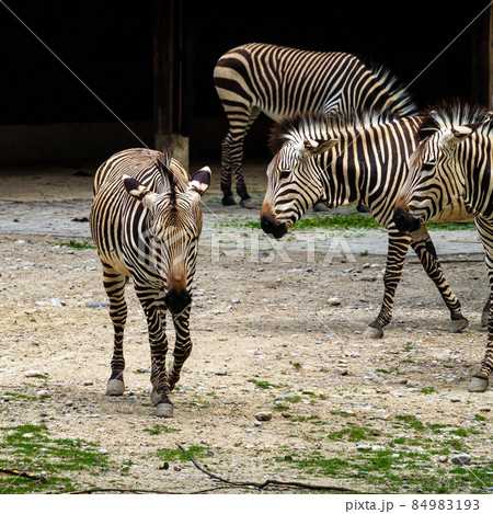 Hartmann's Mountain Zebra, Equus zebra hartmannae. An endangered zebra Hartmann's Mountain Zebra, Equus zebra hartmannae. An endangered zebra 84983193