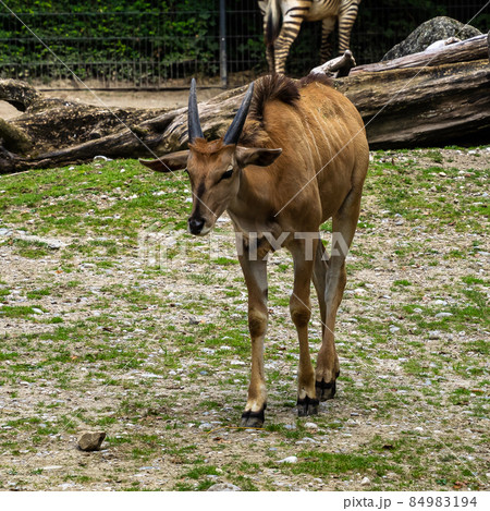 The common eland, Taurotragus oryx is a savannah antelope 84983194