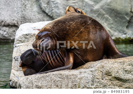 The South American sea lion, Otaria flavescens in the zoo The South American sea lion, Otaria flavescens in the zoo 84983195