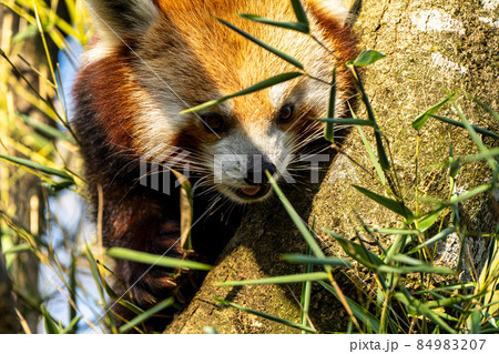 The red panda, Ailurus fulgens, also called the lesser panda. The red panda, Ailurus fulgens, also called the lesser panda. 84983207