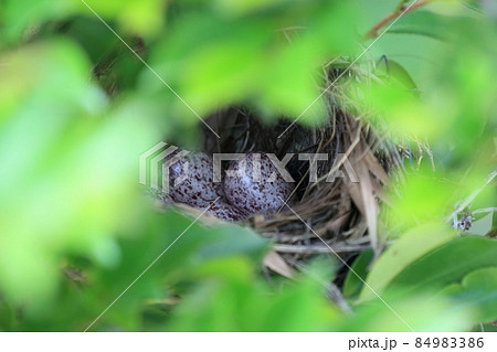 鳥の巣 卵 鳥の巣 卵 84983386