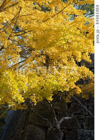 紅葉したイチョウの木 84983969