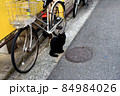路地の黒猫 84984026