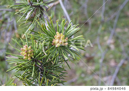 fresh young pine buds, heatlhy drug in alternative medicine. Flowering 84984046