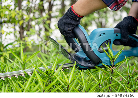 Gardener holding electric hedge trimmer to cut the treetop in garden. 84984360