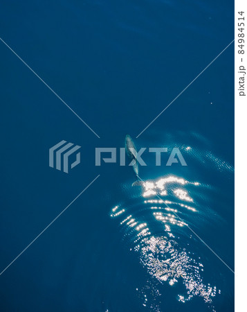 Aerial view of alone Bottlenose dolphin in Black sea 84984514