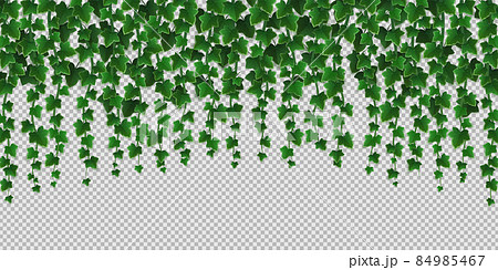 Ivy climbing vines frame, green leaves of creeper Ivy climbing vines frame, green leaves of creeper 84985467