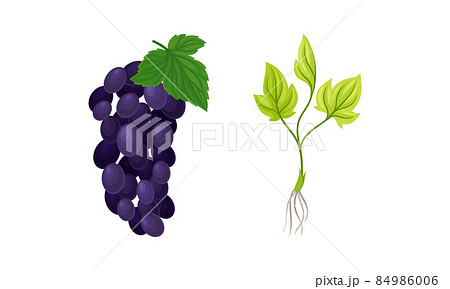 Grapevine plant growing set. Grape bunch and young vine seedling with root vector illustration 84986006