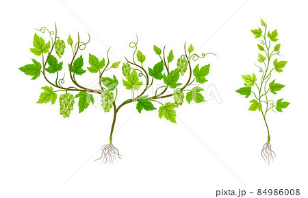 Grapevine plant growing set. Young vine seedling with green leaves, root and grape bunches vector illustration 84986008