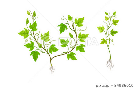 Grapevine plant growing set. Young vine seedling with green leaves and root vector illustration 84986010