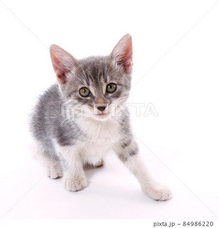 Small smoky kitten with white paws 84986220