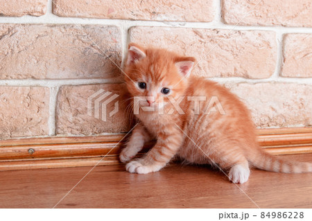 A small funny ginger kitten lurked on the floor near the wall A small funny ginger kitten lurked on the floor near the wall 84986228