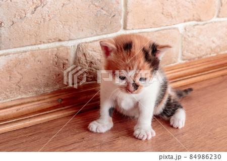 A small funny tricolor kitten lurked on the floor against the wall A small funny tricolor kitten lurked on the floor against the wall 84986230