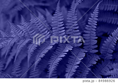 Beautiful violet fern close up. Floral texture and background, pattern. Trendy color very peri in the 2022 year. Creative image. Beautiful violet fern close up. Floral texture and background, pattern. Trendy color very peri in the 2022 year. Creative image. 84986926