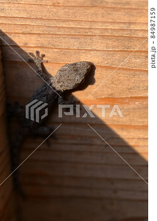 害虫を食べてくれる縁起がいいヤモリ 害虫を食べてくれる縁起がいいヤモリ 84987159