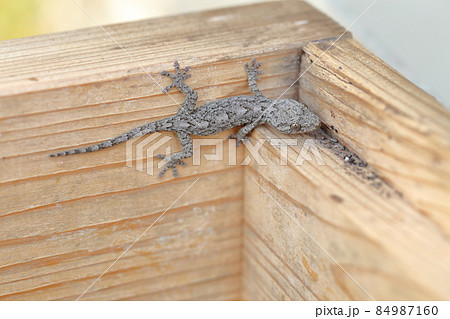 害虫を食べてくれる縁起がいいヤモリ 84987160