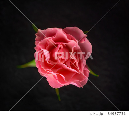 Beautiful flower on black background. Bright and beautiful flower. 84987731