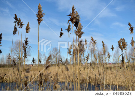 Dry stems of reeds against the blue sky. 84988028