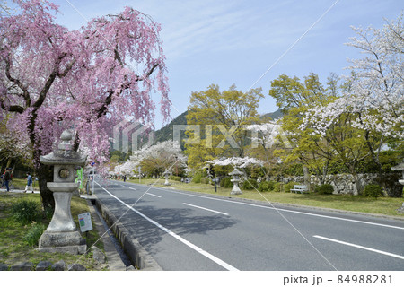 春の日吉大社　表参道の桜　滋賀県大津市坂本 84988281