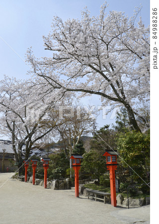 春の日吉大社 比叡山律院境内の桜 滋賀県大津市坂本 春の日吉大社 比叡山律院境内の桜 滋賀県大津市坂本 84988286