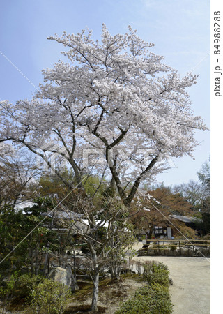 春の日吉大社　比叡山律院境内の桜　滋賀県大津市坂本 84988288