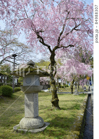 春の日吉大社　表参道の灯篭と桜　滋賀県大津市坂本 84988307