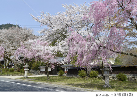 春の日吉大社　表参道の桜　滋賀県大津市坂本 84988308
