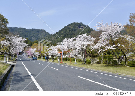 春の日吉大社　表参道の桜　滋賀県大津市坂本 84988312