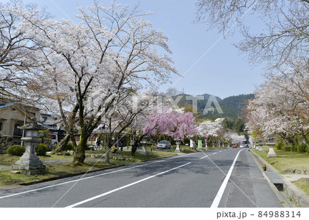春の日吉大社　表参道の桜　滋賀県大津市坂本 84988314