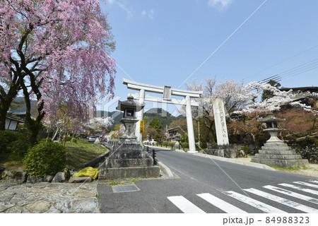 春の日吉大社　表参道の大鳥居と桜　滋賀県大津市坂本 84988323