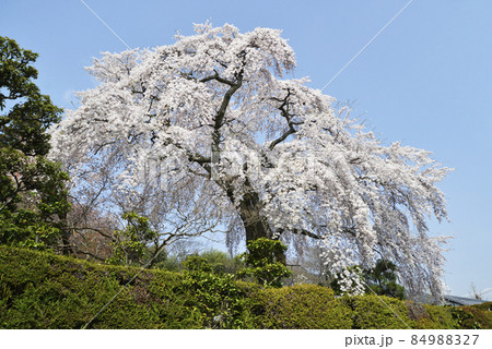 春の日吉大社　薬樹院の太閤桜　滋賀県大津市坂本 84988327