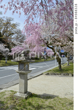 春の日吉大社 表参道の灯篭と桜 滋賀県大津市坂本 春の日吉大社 表参道の灯篭と桜 滋賀県大津市坂本 84988328