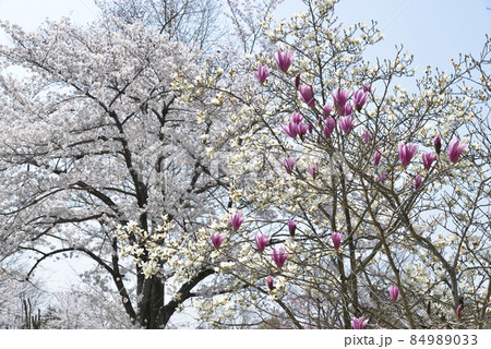 紫木蓮と桜 紫木蓮と桜 84989033